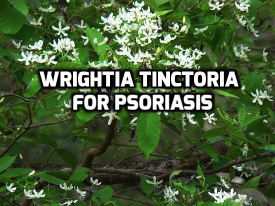 Wrightia tinctoria for Psoriasis